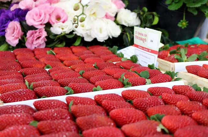 NO ANIVERSÁRIO DE SÃO JOSÉ, FESTIVAL DAS FLORES E MORANGO REUNIRÁ APRECIADORES DO FRUTO, DE PLANTAS, GASTRONOMIA E ENTRETENIMENTO NO PAVILHÃO DAS GAIVOTAS